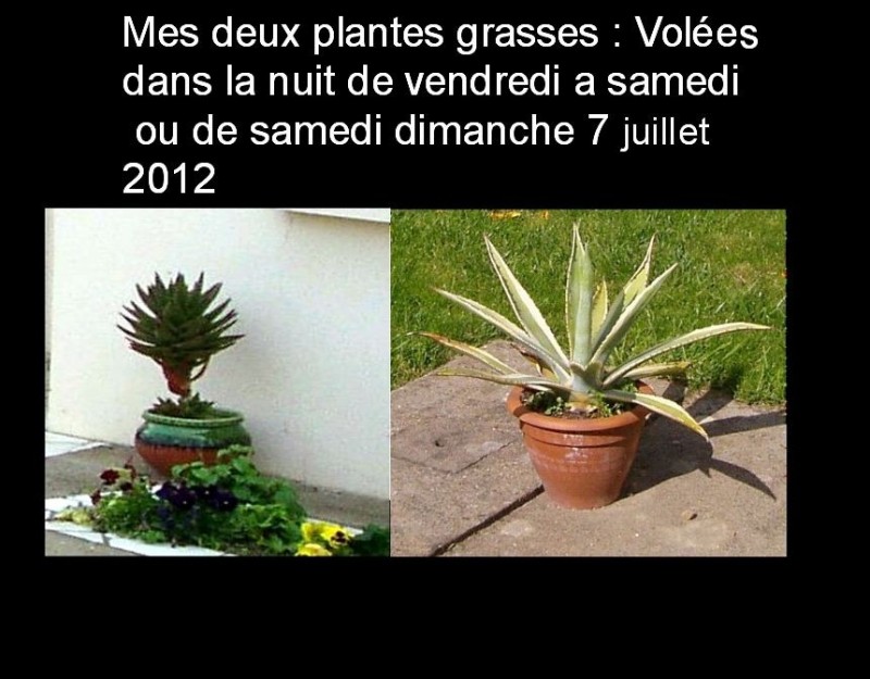 Volé, 2 Plante grace ALOES