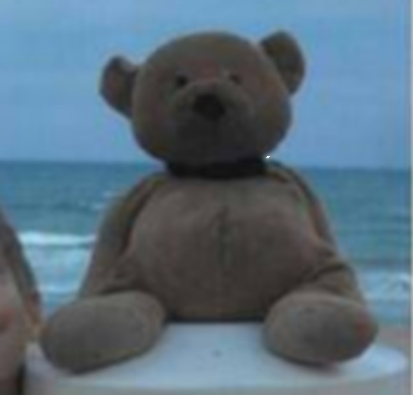 Doudou ours perdu