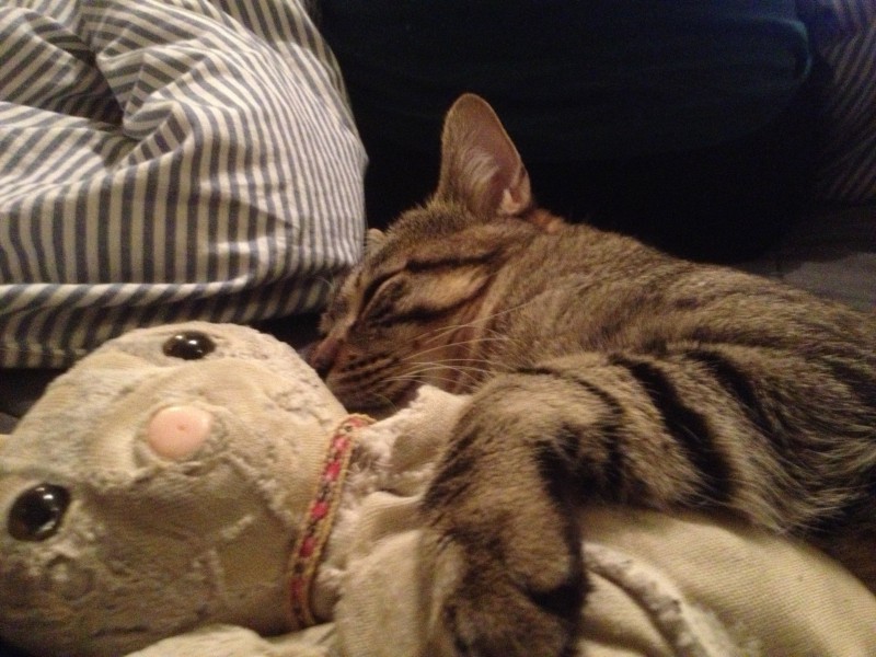 Perdu Doudou Lapin rue Buffon AVIGNON Très Précieux