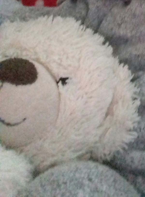 doudou peluche nounours