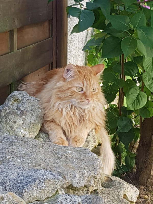 Doudou peluche chat bleue à Billom 63