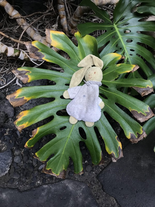 doudou lapin gris sale (rose au départ) à Millau fontaine du centre 7/7/18