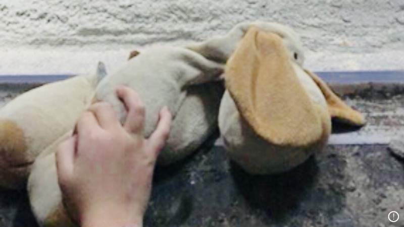 Doudou chien beige / marron perdu entre la sortie de l’hôtel Ibis et le parking wodli ce matin