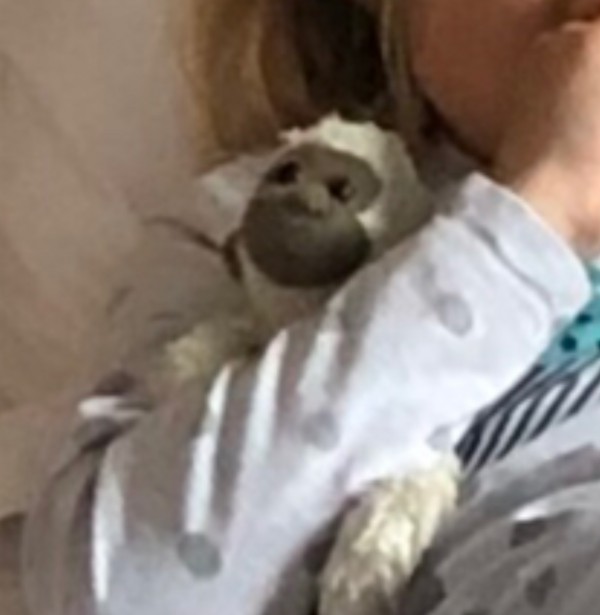 Perdu peluche singe gibbon couleur crème au Touquet le 19 avril