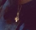 Collier argent pendentif baobab