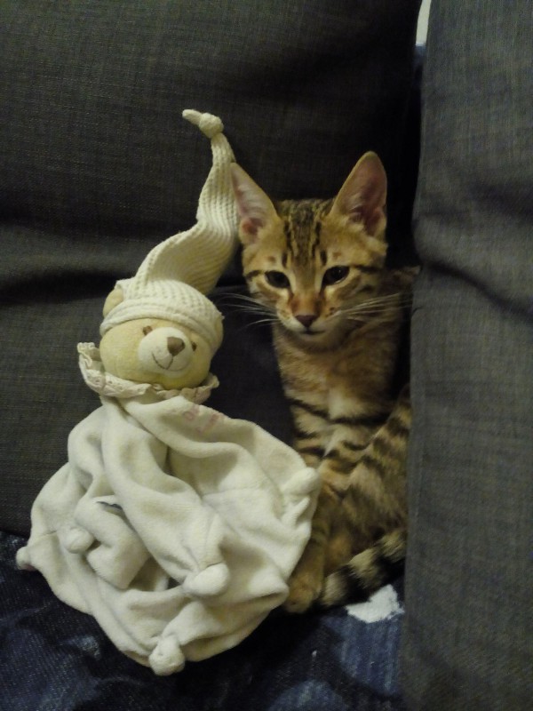 Doudou