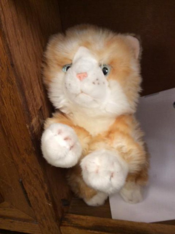 Chat peluche trouvé à Lyon 6