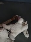 Perdu doudou lapin "blanc" dans le F1 à l'arrière du bus dimanche 22/12