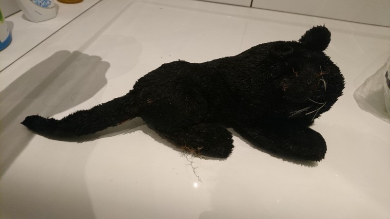 Trouvé Panthère noire Lannion