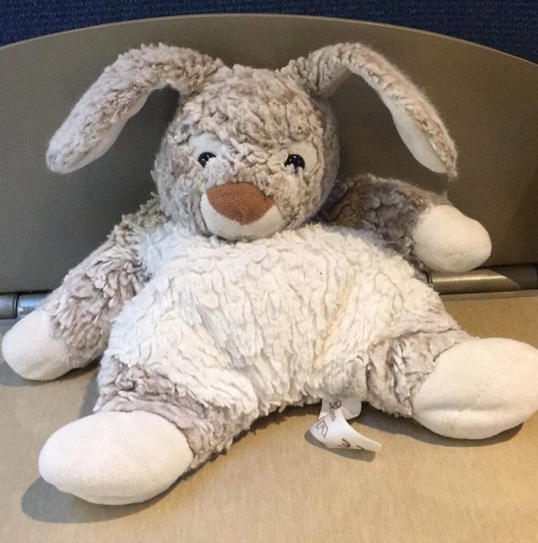 Perdu Peluche Lapin gris et blanc à Strasbourg, rue du faubourg de pierre
