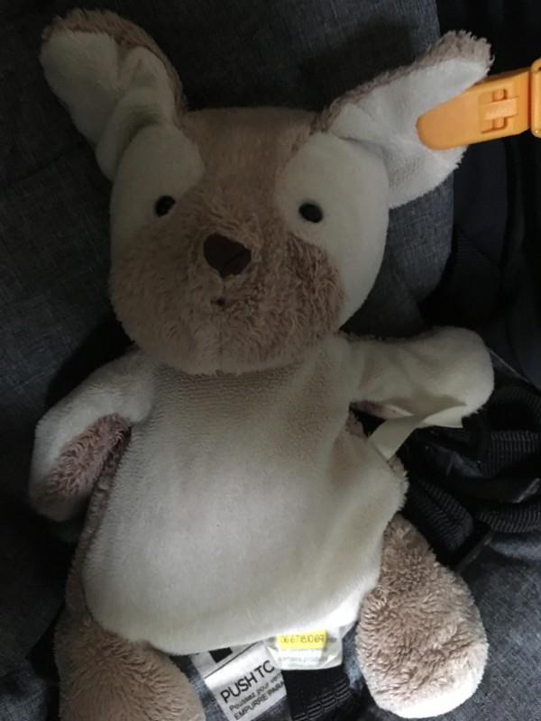 Perdu Doudou chien