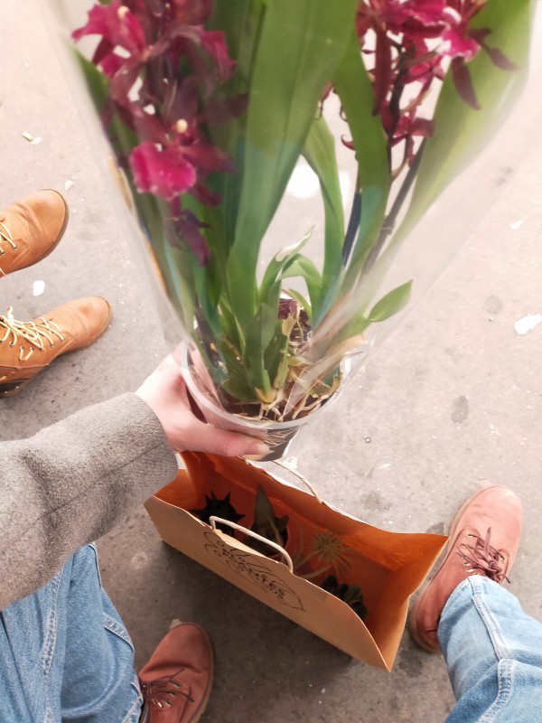 perdu plantes dans sac "plantes pour tous"