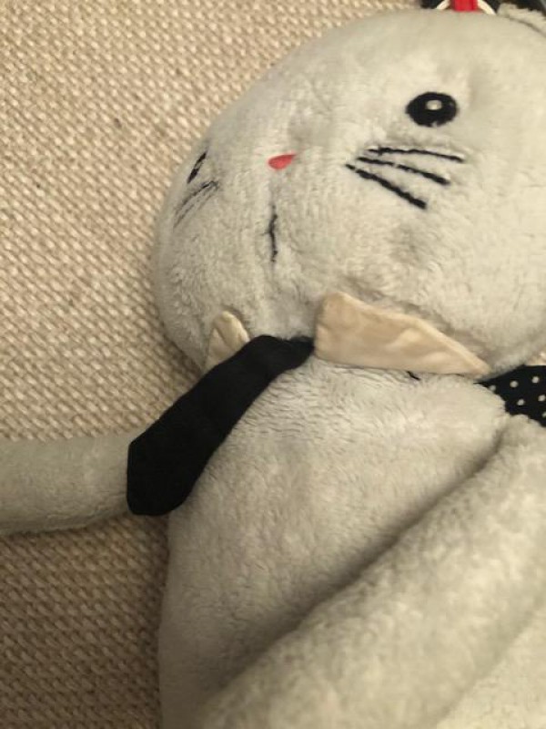 DOUDOU CHAT PERDU
