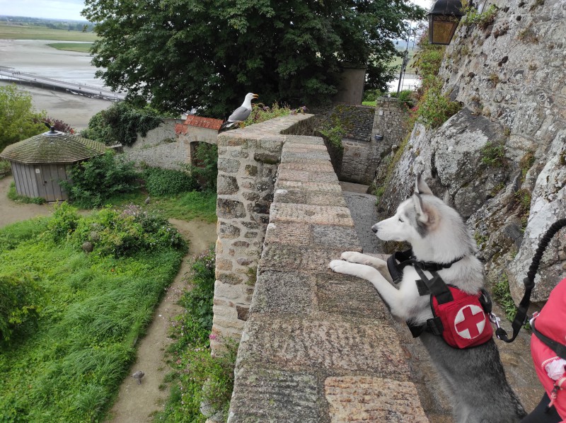 Perdu harnais pour mon chien avec le croix rouge (Julius K-9)
