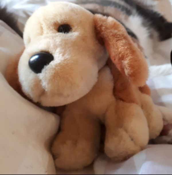Petit chien en peluche perdu entre Bayonne et Bordeaux
