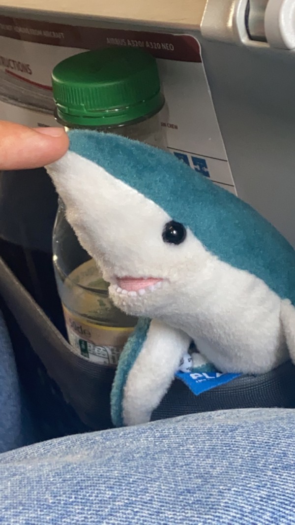 Perte dans avion Doudou requin