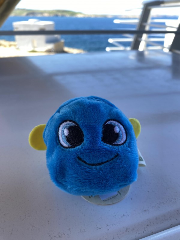 Peluche poisson chirurgien perdu dans l’avion air malta